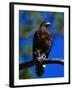 Harris Hawk (Parabuteo Unicintus), Perquin, El Salvador-Alfredo Maiquez-Framed Photographic Print