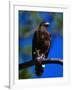 Harris Hawk (Parabuteo Unicintus), Perquin, El Salvador-Alfredo Maiquez-Framed Photographic Print