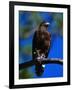 Harris Hawk (Parabuteo Unicintus), Perquin, El Salvador-Alfredo Maiquez-Framed Photographic Print