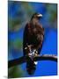 Harris Hawk (Parabuteo Unicintus), Perquin, El Salvador-Alfredo Maiquez-Mounted Photographic Print