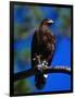 Harris Hawk (Parabuteo Unicintus), Perquin, El Salvador-Alfredo Maiquez-Framed Photographic Print