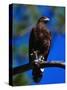 Harris Hawk (Parabuteo Unicintus), Perquin, El Salvador-Alfredo Maiquez-Stretched Canvas