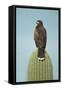 Harris' Hawk Perched on Saguaro Cactus-null-Framed Stretched Canvas