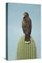 Harris' Hawk Perched on Saguaro Cactus-null-Stretched Canvas