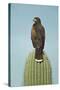 Harris' Hawk Perched on Saguaro Cactus-null-Stretched Canvas