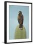 Harris' Hawk Perched on Saguaro Cactus-null-Framed Photographic Print