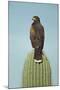 Harris' Hawk Perched on Saguaro Cactus-null-Mounted Photographic Print