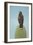 Harris' Hawk Perched on Saguaro Cactus-null-Framed Photographic Print