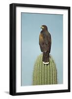 Harris' Hawk Perched on Saguaro Cactus-null-Framed Photographic Print