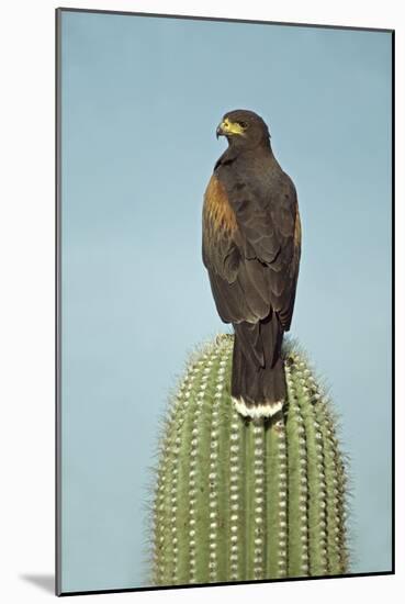 Harris' Hawk Perched on Saguaro Cactus-null-Mounted Photographic Print