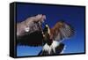 Harris' Hawk Returning to Falconer-W. Perry Conway-Framed Stretched Canvas