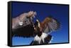 Harris' Hawk Returning to Falconer-W. Perry Conway-Framed Stretched Canvas