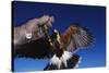 Harris' Hawk Returning to Falconer-W. Perry Conway-Stretched Canvas