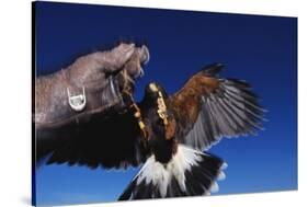 Harris' Hawk Returning to Falconer-W. Perry Conway-Stretched Canvas