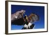 Harris' Hawk Returning to Falconer-W. Perry Conway-Framed Photographic Print