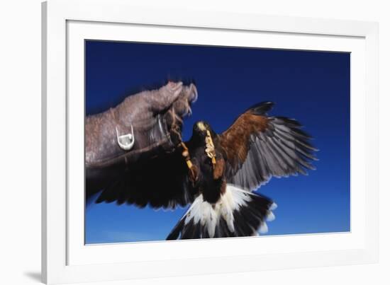 Harris' Hawk Returning to Falconer-W. Perry Conway-Framed Photographic Print