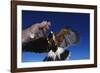 Harris' Hawk Returning to Falconer-W. Perry Conway-Framed Photographic Print