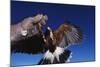 Harris' Hawk Returning to Falconer-W. Perry Conway-Mounted Photographic Print