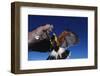 Harris' Hawk Returning to Falconer-W. Perry Conway-Framed Photographic Print