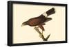 Harris' Hawk-null-Framed Poster