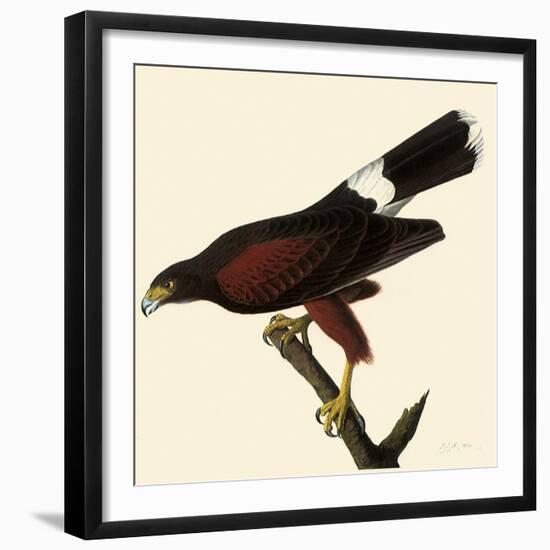 Harris' Hawk-John James Audubon-Framed Giclee Print