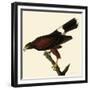 Harris' Hawk-John James Audubon-Framed Giclee Print