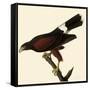Harris' Hawk-John James Audubon-Framed Stretched Canvas