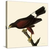 Harris' Hawk-John James Audubon-Stretched Canvas