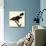 Harris' Hawk-John James Audubon-Stretched Canvas displayed on a wall