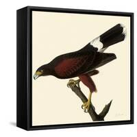 Harris' Hawk-John James Audubon-Framed Stretched Canvas