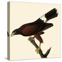 Harris' Hawk-John James Audubon-Stretched Canvas