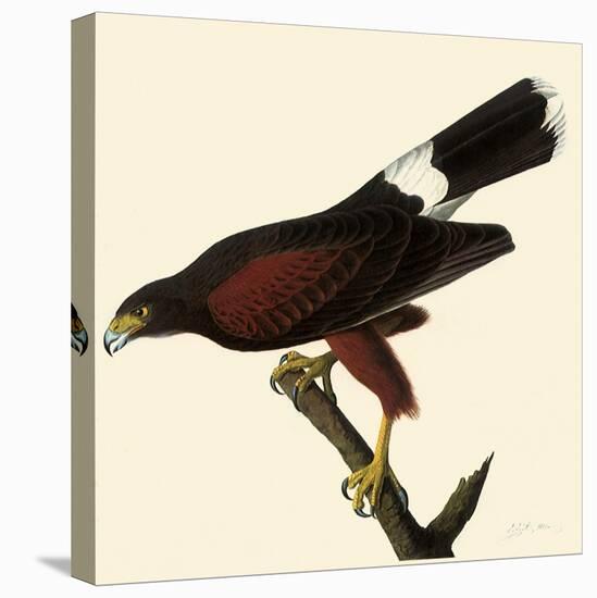 Harris' Hawk-John James Audubon-Stretched Canvas