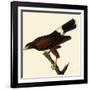 Harris' Hawk-John James Audubon-Framed Giclee Print