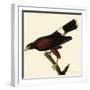 Harris' Hawk-John James Audubon-Framed Giclee Print