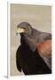 Harris's Hawk Closeup-Hal Beral-Framed Premium Photographic Print