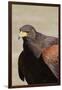 Harris's Hawk Closeup-Hal Beral-Framed Premium Photographic Print