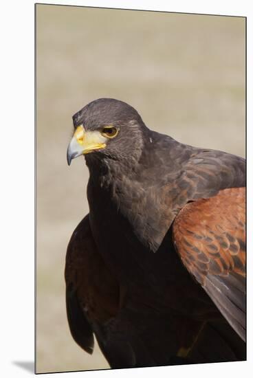 Harris's Hawk Closeup-Hal Beral-Mounted Premium Photographic Print