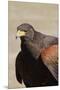 Harris's Hawk Closeup-Hal Beral-Mounted Premium Photographic Print