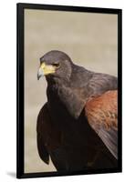 Harris's Hawk Closeup-Hal Beral-Framed Premium Photographic Print