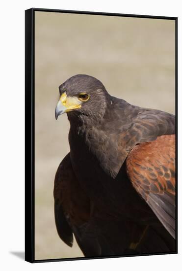 Harris's Hawk Closeup-Hal Beral-Framed Stretched Canvas