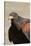 Harris's Hawk Closeup-Hal Beral-Stretched Canvas