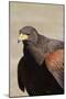 Harris's Hawk Closeup-Hal Beral-Mounted Photographic Print
