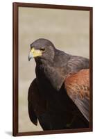 Harris's Hawk Closeup-Hal Beral-Framed Photographic Print