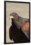 Harris's Hawk Closeup-Hal Beral-Framed Photographic Print