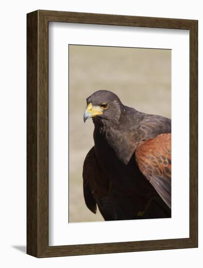 Harris's Hawk Closeup-Hal Beral-Framed Photographic Print