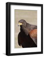 Harris's Hawk Closeup-Hal Beral-Framed Photographic Print