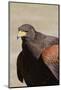 Harris's Hawk Closeup-Hal Beral-Mounted Photographic Print
