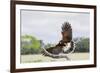 Harris's Hawk landing-Larry Ditto-Framed Photographic Print