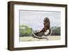 Harris's Hawk landing-Larry Ditto-Framed Photographic Print