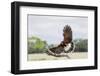 Harris's Hawk landing-Larry Ditto-Framed Photographic Print